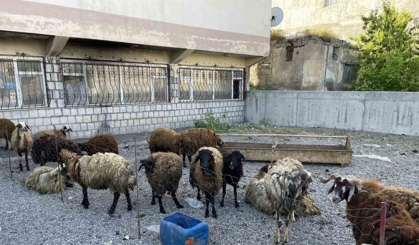 Malazgirt’te küçükbaş kurbanlıklar satışa çıkarıldı