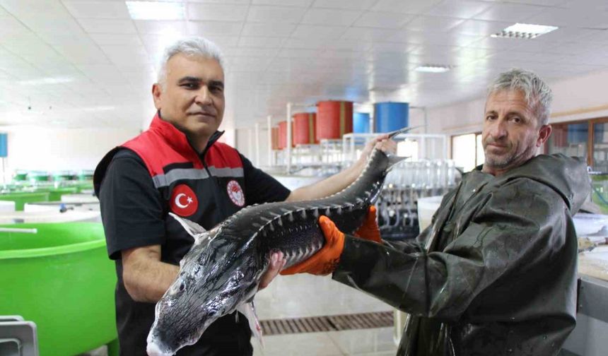 Nesli tehlike altındaki sivriburundan sadece 150 tane kaldı, Amasya’da 100 bin yavru balık üretimi planlanıyor