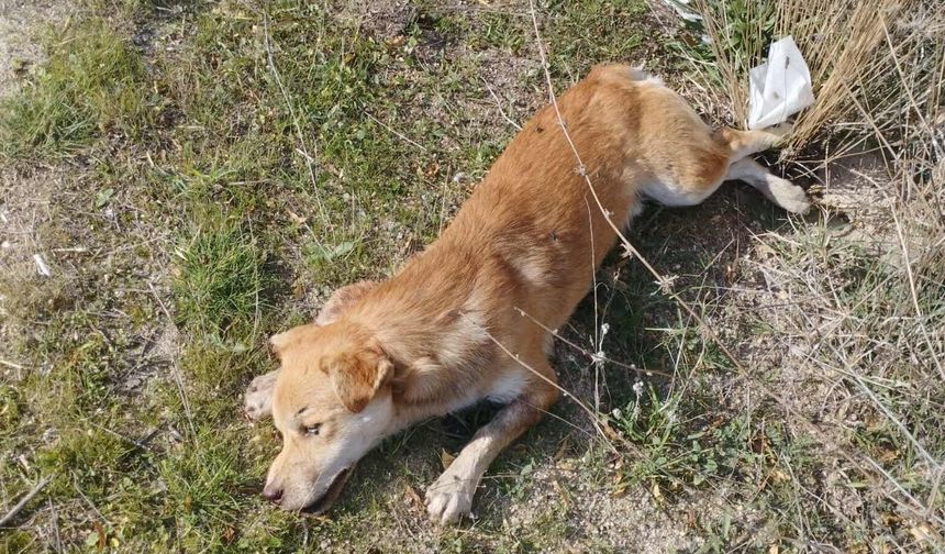 Buldan’da yol kenarında ölü köpekler bulundu