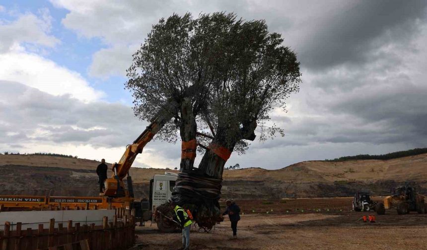 Milas’ta 3 asırlık zeytin ağacı yeni yerine törenle taşındı