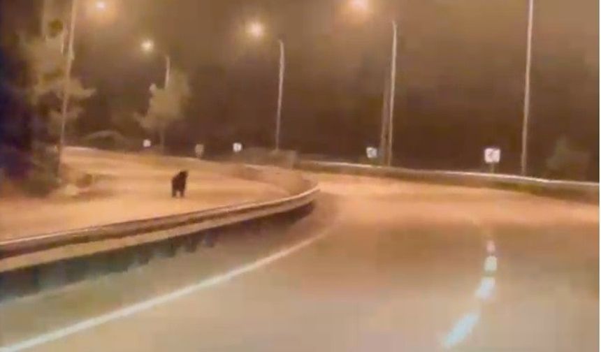 Bilecik'te ayı ana yola indi