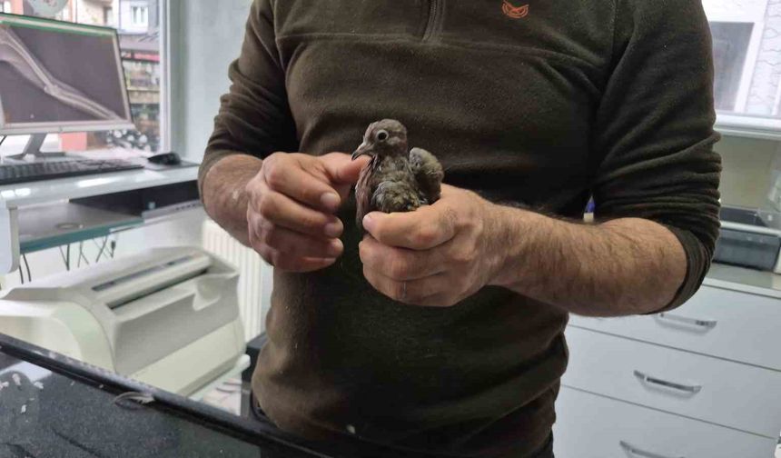 Duyarlı vatandaştan örnek davranış: Yolda bulduğu kumruya su verip veterinere teslim etti