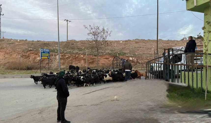 Şap hastalığı nedeniyle kapalı olan Siirt Hayvan Pazarı açıldı