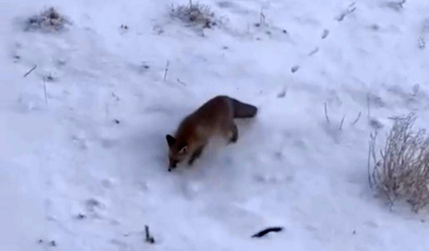 Soğuk hava tilkileri Diyadin merkezine indirdi