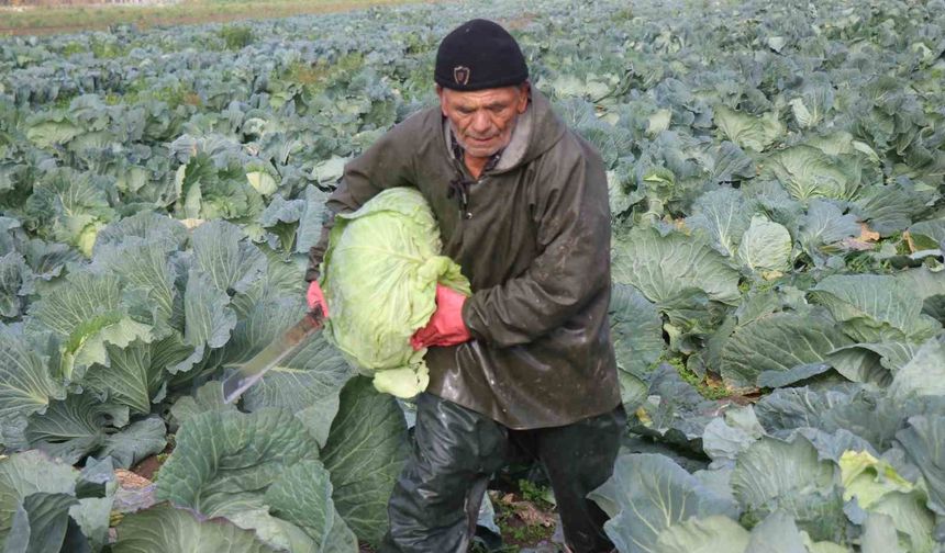 Turşuların başrol oyuncusu lahananın hasadına devam ediliyor