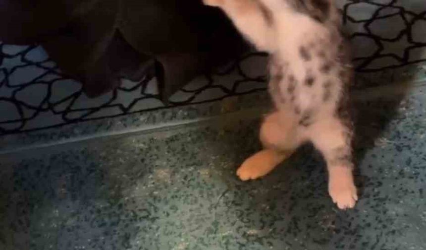 Yavru kedi camide vaaz sırasında cemaatle ve tesbihle oynadı