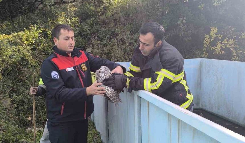Yayladağı'nda baykuş kurtarma operasyonu