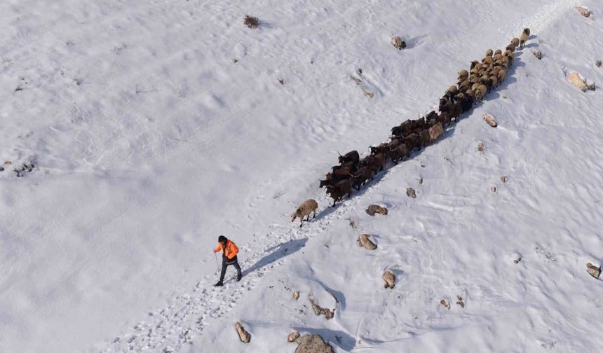 Mardin'de besicilerin zorlu 'kar' mesaisi: Sürüler beyaz örtüde yol alıyor
