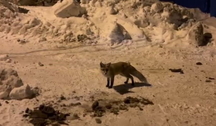 Ardahan'da bir adam, her gün evinin önüne gelen tilkiyi besliyor