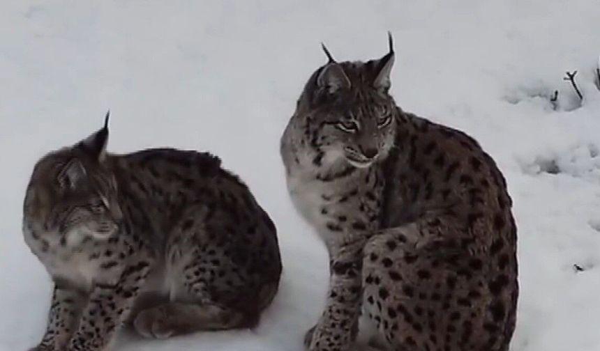 'Ormanın hayaleti' vaşak ailesi Refahiye'de havadan görüntülendi