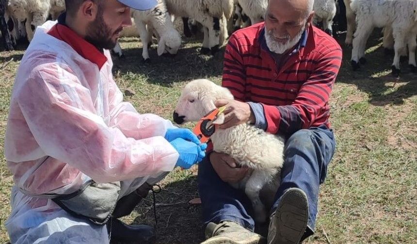 Kemah'ta küçükbaş hayvanlar aşılanarak küpeleniyor