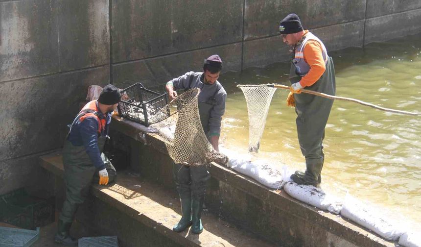 Konya'nın 'denizinde' balıkları kurtarmak için zamanla yarış