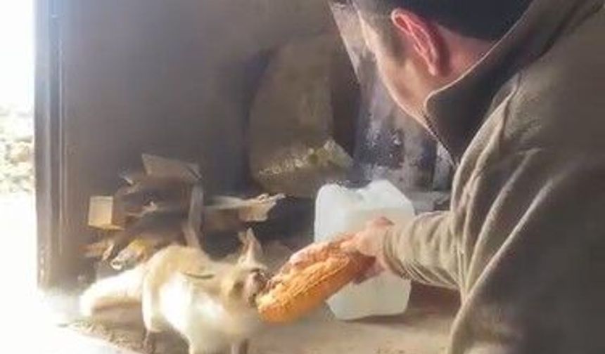 Ahlat'ta tilki ile işçilerin dostluğu gülümsetiyor