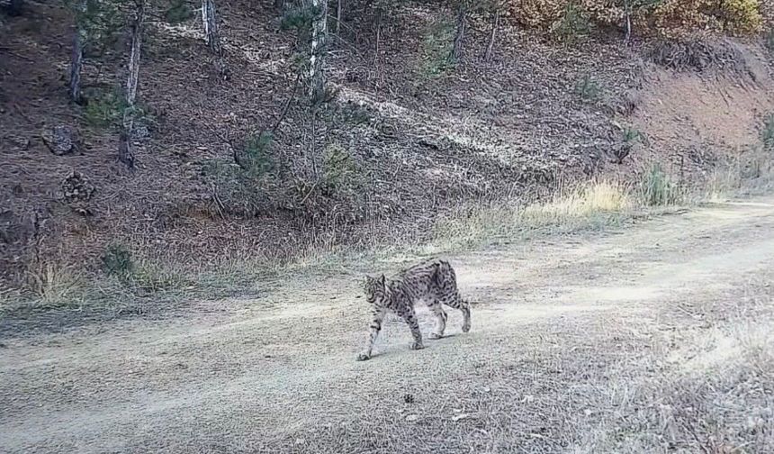Çankırı'da 'Ormanın hayaleti' vaşak görüntülendi