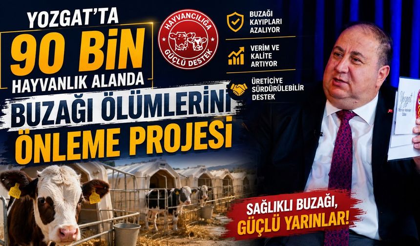 Yozgat'ta 90 Bin Hayvanlık Alanda Buzağı Ölümlerini Önleme Projesi