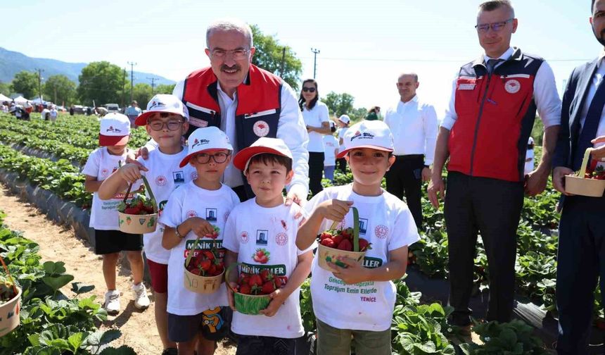 Meşhur Yenice çileğinin hasadı yapıldı
