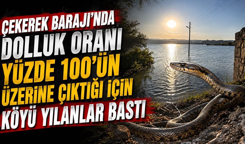 Çekerek Barajı'nda dolluk oranı yüzde 100'ün üzerine çıktığı için köyü yılanlar bastı