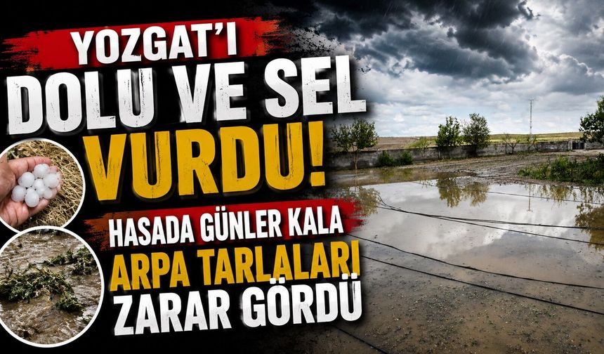 Dolu ve sel vurdu, hasada günler kala arpa tarlaları zarar gördü