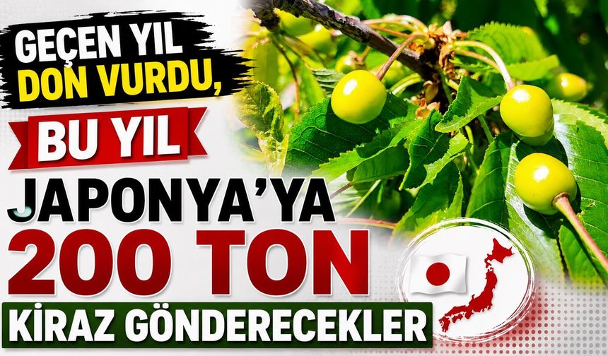 Geçen yıl don vurdu, bu yıl Japonya'ya 200 ton kiraz gönderecekler