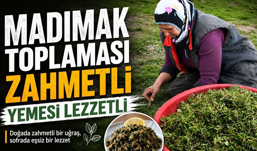 Madımak toplaması zahmetli yemesi lezzetli
