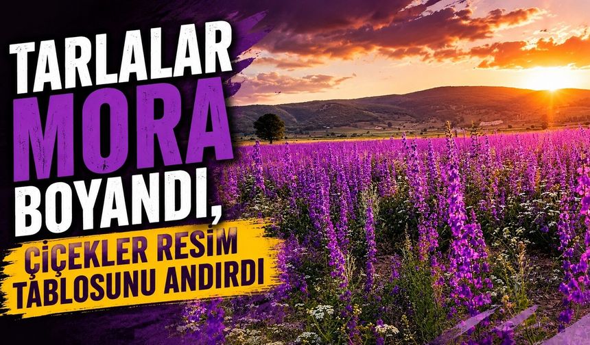Tarlalar mora boyandı, çiçekler resim tablosunu andırdı
