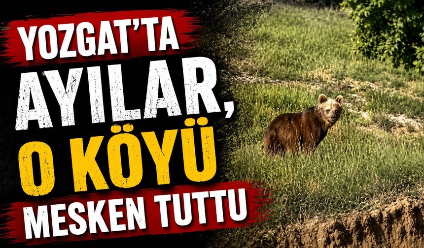 Yozgat'ta ayılar, o köyü mesken tuttu