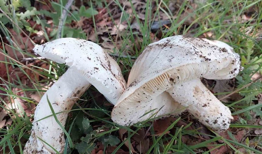 Çayır mantarını toplaması zahmetli yemesi lezzetli