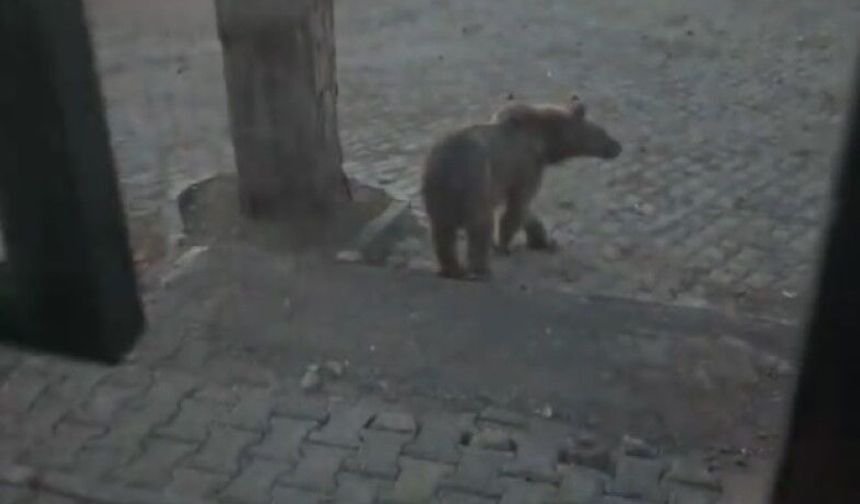 Kars'ta oteller bölgesine inen boz ayıyla vatandaşın diyaloğu gülümsetti