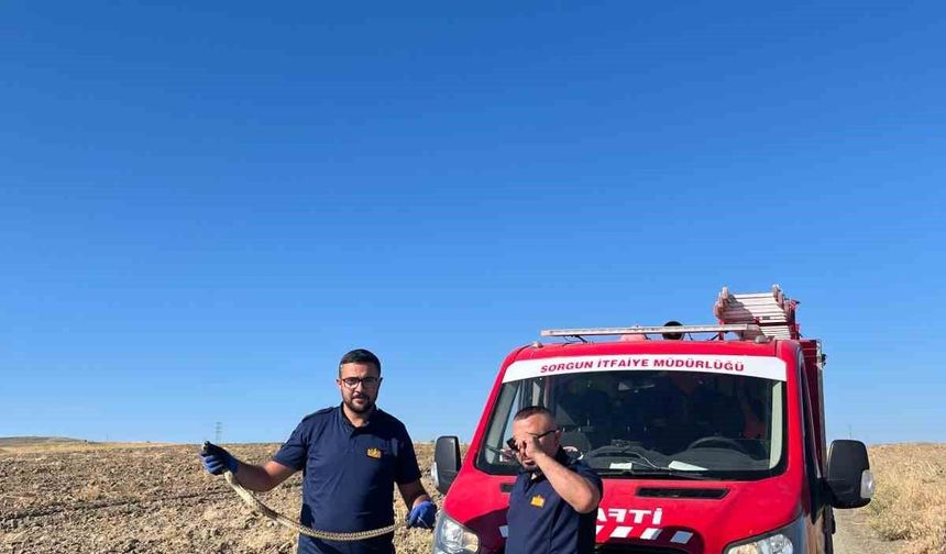 Kaymakamlık bahçesinde bulunan yılan doğaya bırakıldı