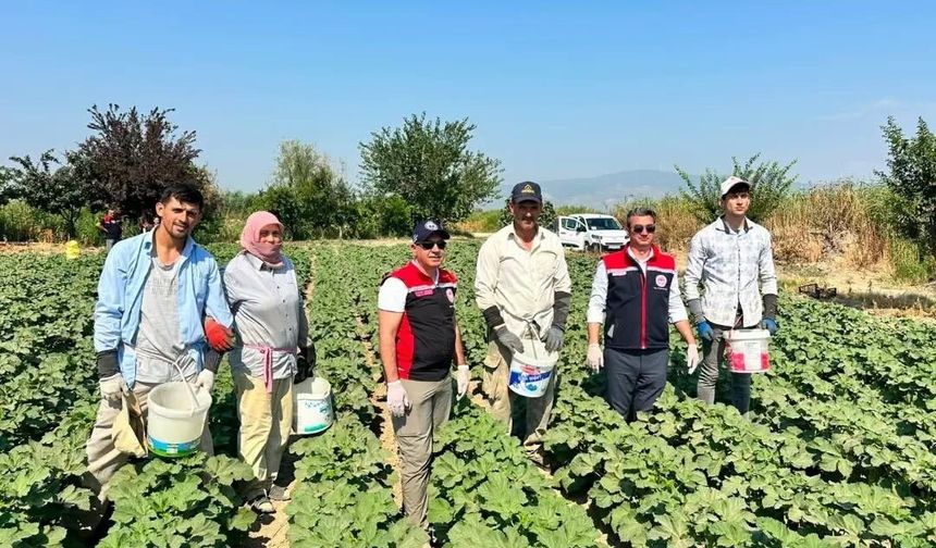 Koçarlı, Aydın'ın bamya üretimindeki liderliğini sürdürüyor