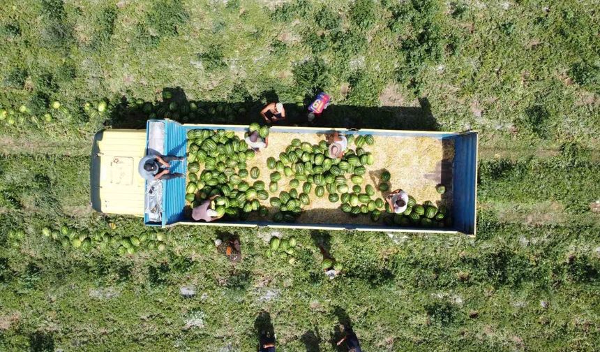 34 derece sıcakta karpuz hasadı: Yoğun mesai dron kamerasına yansıdı