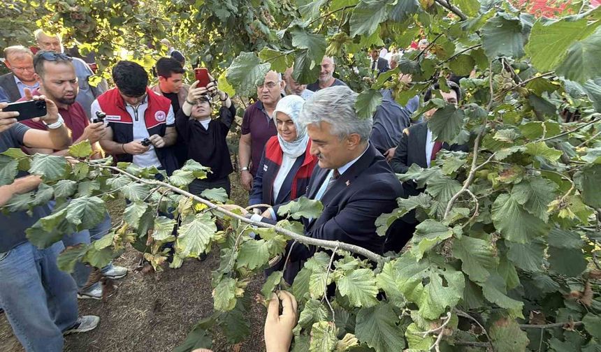Düzce'de fındık hasat şenliği