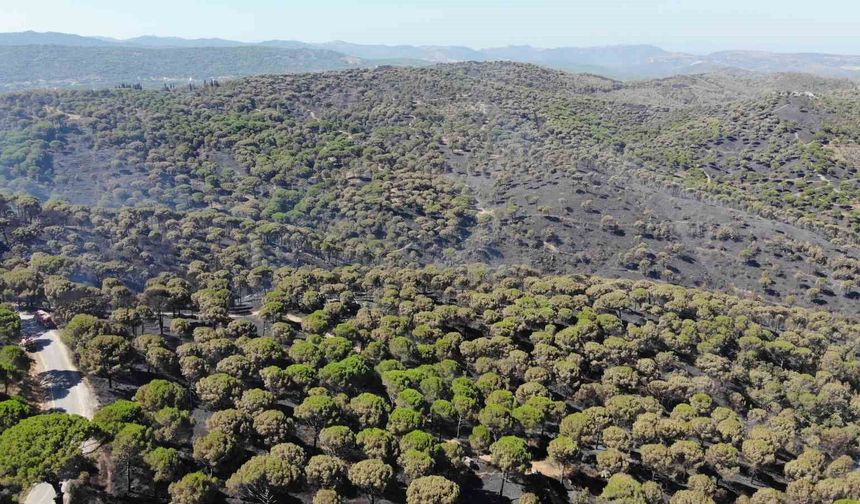 Gömeç'te başlayıp Ayvalık'a kadar ulaşan dev yangından zarar gören fıstık çamı ormanları havadan görüntülendi