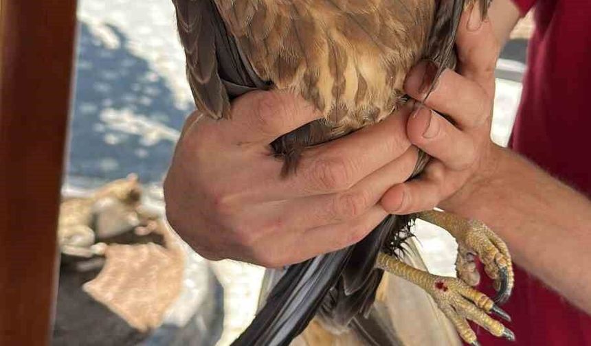Kastamonu'da yaralı halde bulunan kuş tedavi altına alındı