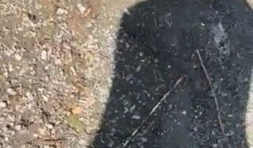 Yakaladığı yılanla arkadaşını kovaladı