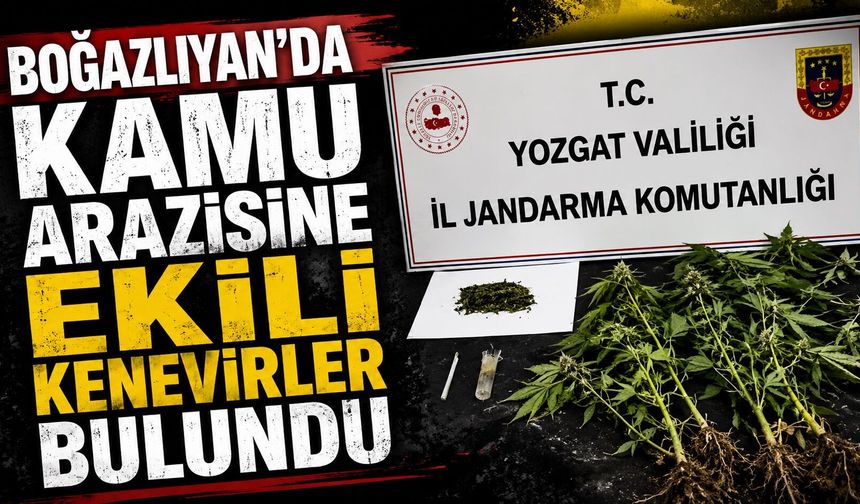 Boğazlıyan'da Kamu Arazisine Ekili Kenevirler Bulundu