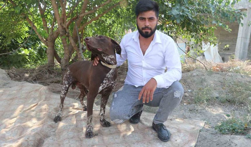 Adana'da köpeğe sopayla şiddet güvenlik kamerasında
