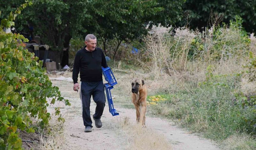 Bozkırın ortasında 15 yıllık emek: Emekli öğretmen yeşil vaha oluşturdu