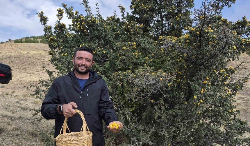 Doğada kendiliğinden yetişiyor faydaları saymakla bitmiyor