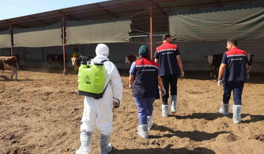 Iğdır'da hayvan sağlığı için aşılama ve dezenfeksiyon seferberliği