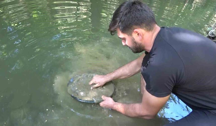 Türkiye'de altın çok arayan yok...Derelerde her gün 5 gram altın çıkarıyorlar