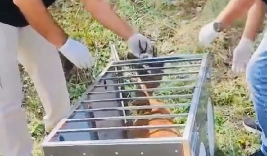 Yaralı karaca iyileştirilerek doğaya salındı