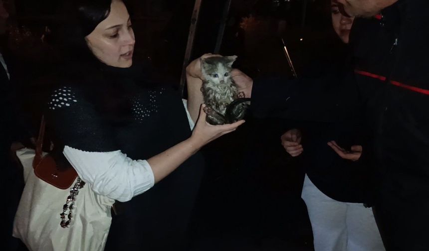 Harşit Çayı kenarında mahsur kalan yavru kediyi itfaiye ekipleri kurtardı