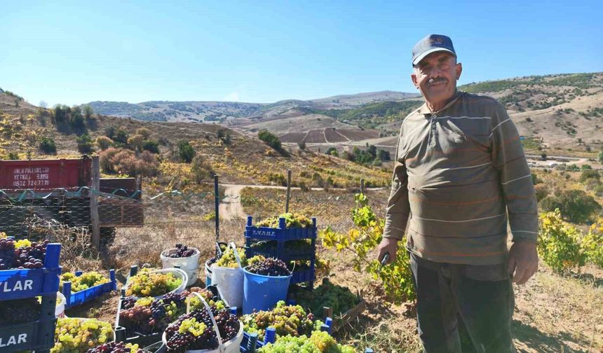 Yozgat'ta bağ bozumu heyecanı pekmez yolculuğuna uzandı