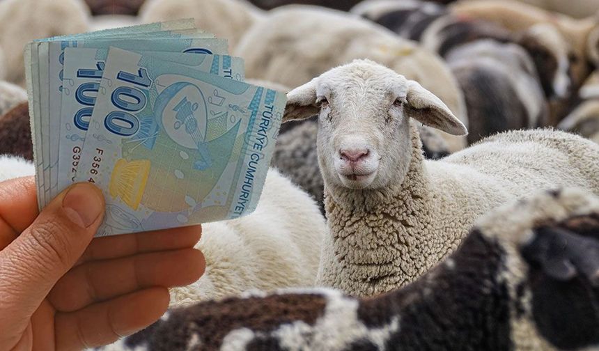 Yozgat'ta Küçükbaş Hayvancılığa 43 Milyon TL'lik Destek