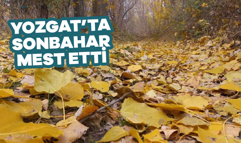 Yozgat’ta sonbaharın sarı rengi mest etti