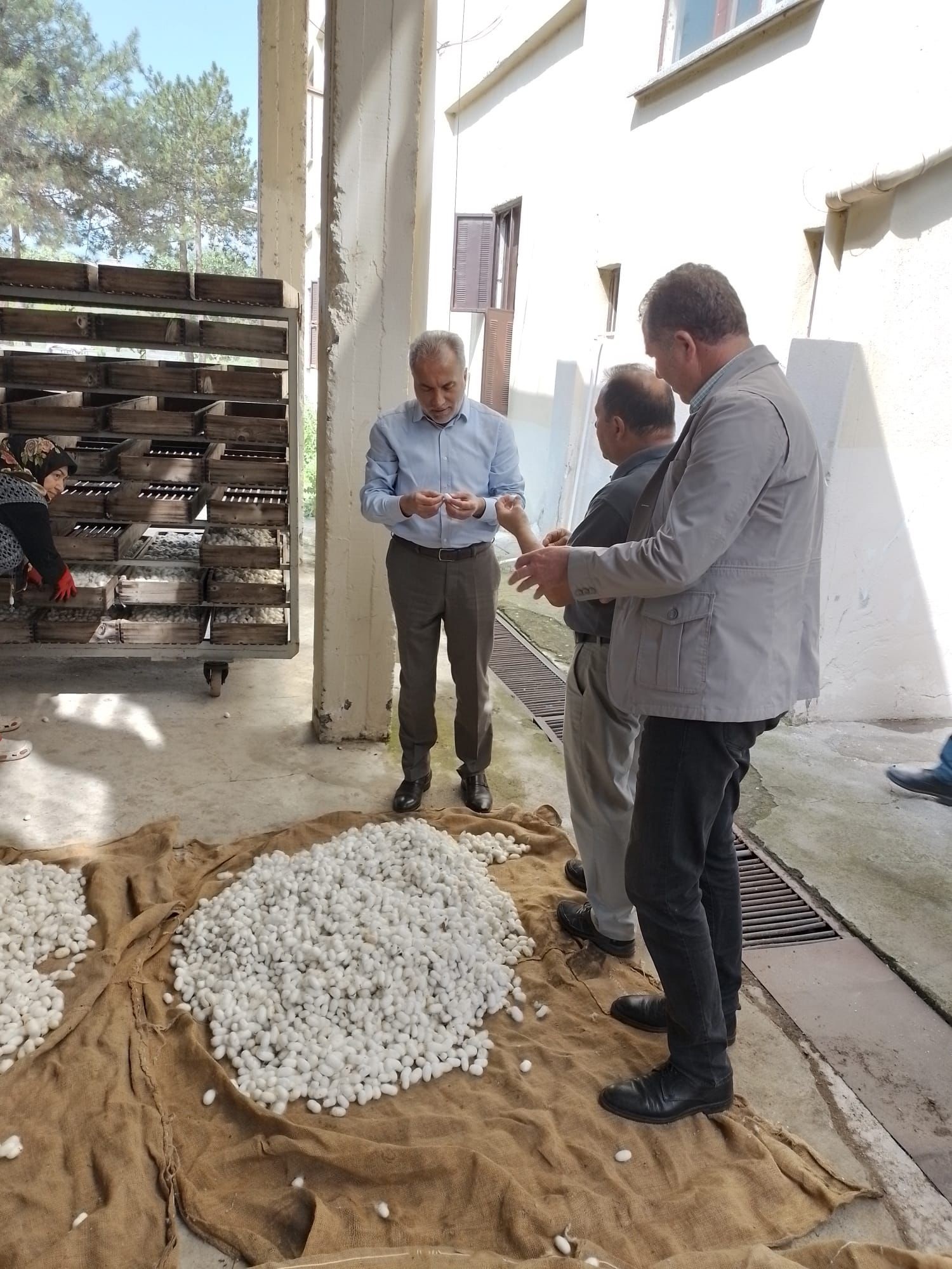 Rektör Karadağ İpek Böceği Tesisini İnceledi (1)-1