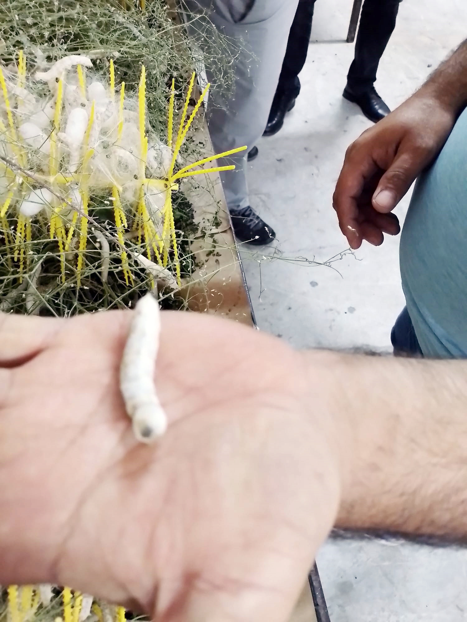 Rektör Karadağ İpek Böceği Tesisini İnceledi (1)