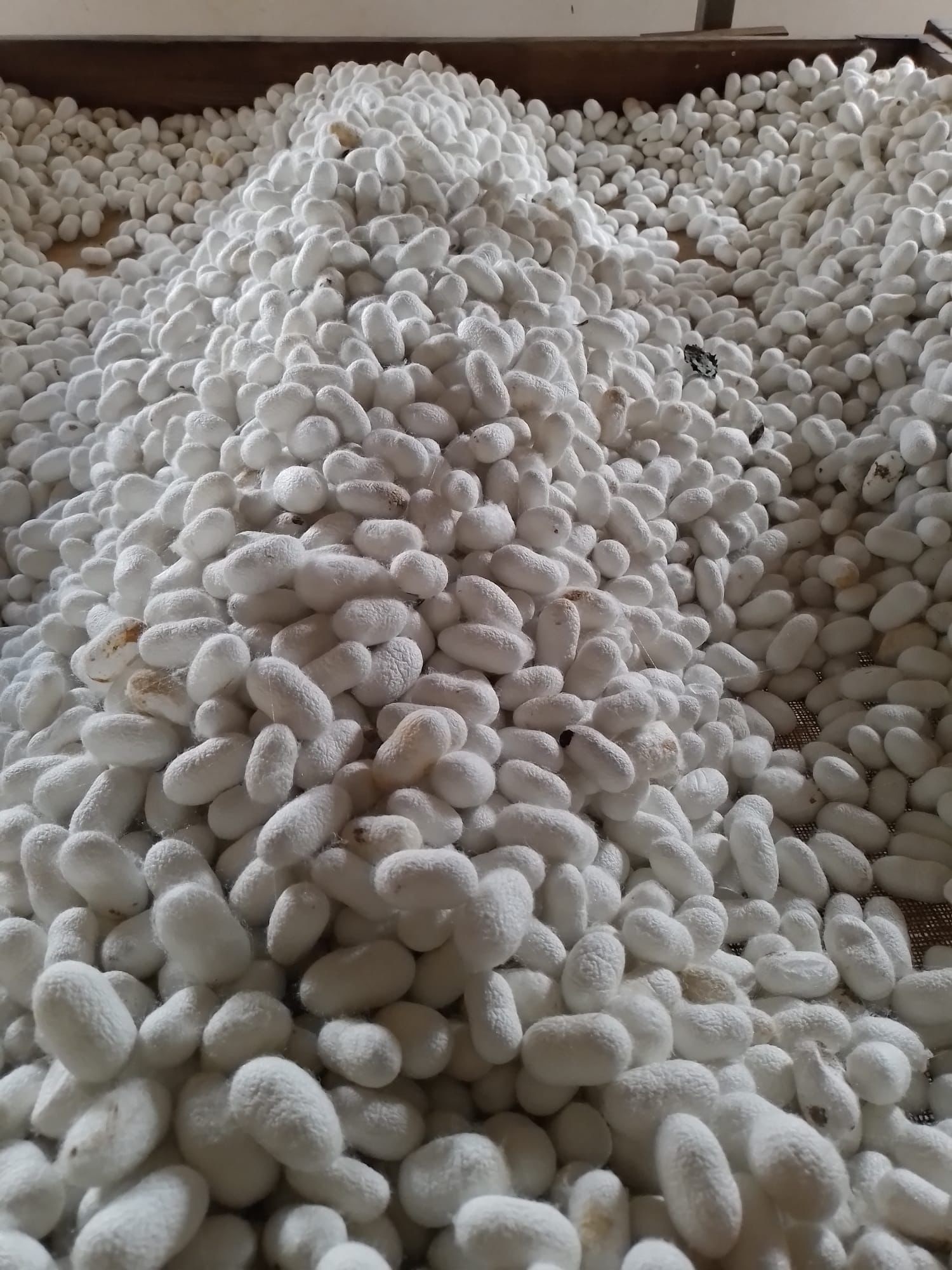 Rektör Karadağ İpek Böceği Tesisini İnceledi (2)