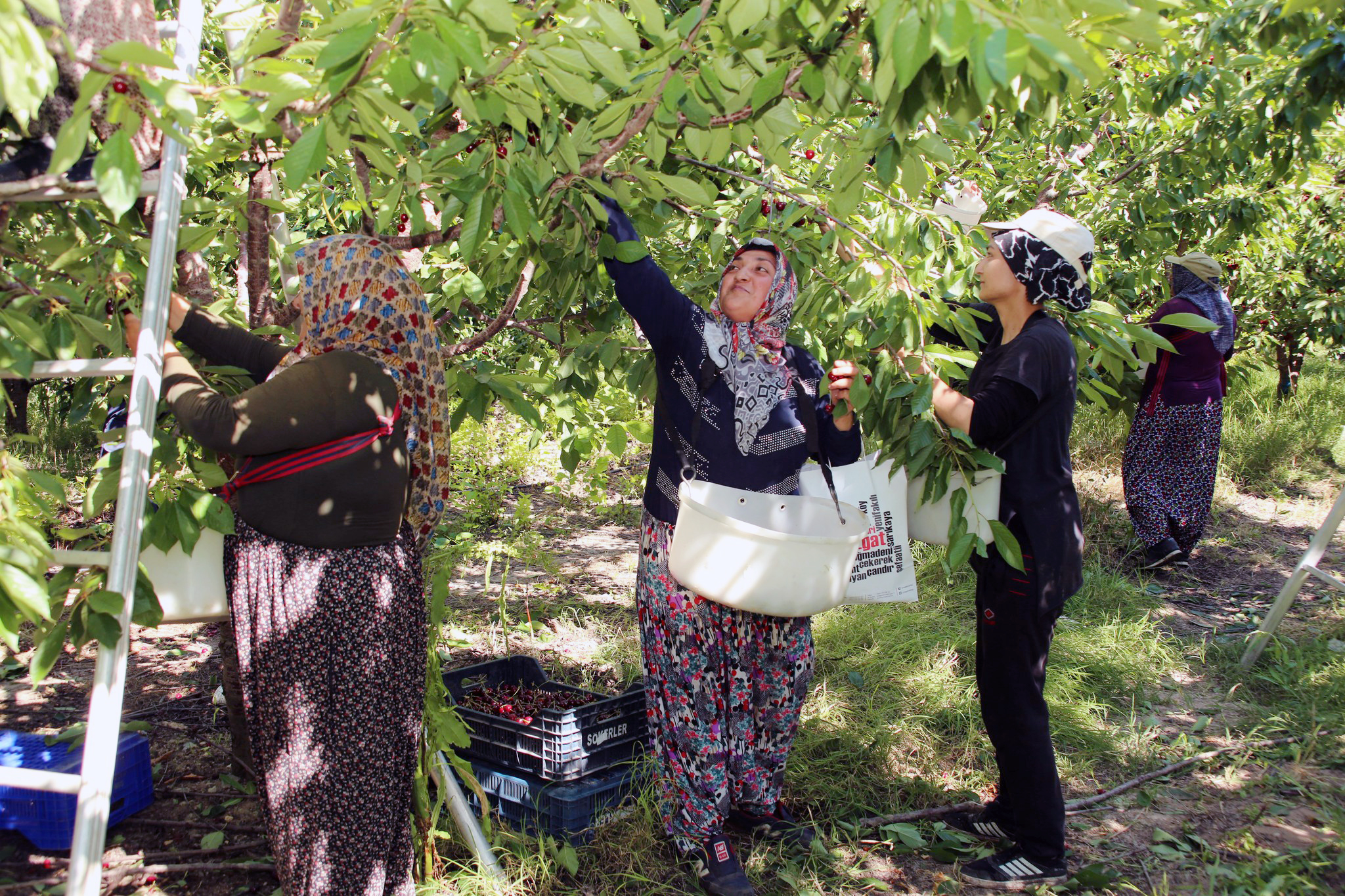 Kabalı meyve bahçesinde hasat zamanı